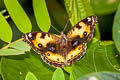 Yellow Pansy Junonia hierta hierta