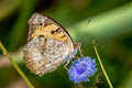 Yellow Pansy Junonia hierta hierta