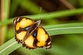 Yellow Pansy Junonia hierta hierta