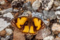 Yellow Pansy Junonia hierta hierta