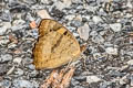 Yellow Pansy Junonia hierta hierta