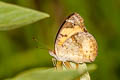 Yellow Pansy Junonia hierta hierta