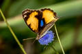 Yellow Pansy Junonia hierta hierta