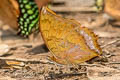 Yellow Rajah Charaxes marmax marmax