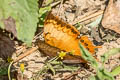 Yellow Rajah Charaxes marmax marmax