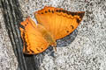 Yellow Rajah Charaxes marmax marmax