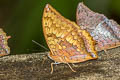 Yellow Rajah Charaxes marmax marmax