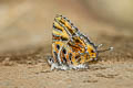 Yellow Tinsel Catapaecilma subochrea 