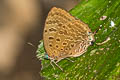Zambra Oakblue Arhopala zambra zambra