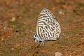 Zebra Blue Leptotes plinius