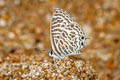 Zebra Blue Leptotes plinius