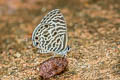 Zebra Blue Leptotes plinius