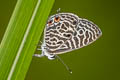 Zebra Blue Leptotes plinius