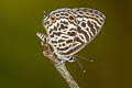 Zebra Blue Leptotes plinius