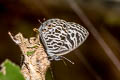 Zebra Blue Leptotes plinius