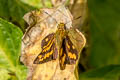 Zigzag-banded Dart Potaanthus mingo ajax