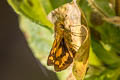 Zigzag-banded Dart Potaanthus mingo ajax