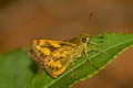 Zigzag-banded Dart Potaanthus mingo ajax