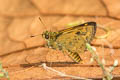 Zigzag-banded Dart Potaanthus mingo ajax