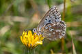 Chalkhill Blue Polyommatus coridon coridon