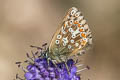 Chalkhill Blue Polyommatus coridon coridon