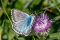 Chalkhill Blue Polyommatus coridon coridon