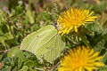 Common Brimstone Gonepteryx rhamni rhamni