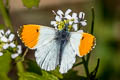 Common Orange Tip Anthocharis cardamines cardamines