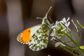 Common Orange Tip Anthocharis cardamines cardamines