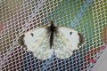 Common Orange Tip Anthocharis cardamines cardamines