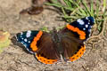 Common Red Admiral Vanessa atalanta atalanta 