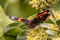 Common Red Admiral Vanessa atalanta atalanta 