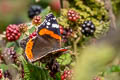 Common Red Admiral Vanessa atalanta atalanta 