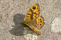 Common Wall Brown Lasiommata megera megera