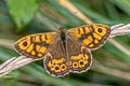 Common Wall Brown Lasiommata megera megera