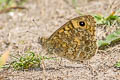 Common Wall Brown Lasiommata megera megera