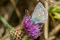 Common Blue Polyommatus icarus icarus