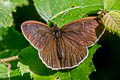 Eurasian Ringlet Aphantopus hyperantus hyperantus