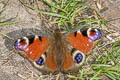 European Peacock Aglais io io