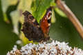 European Peacock Aglais io io