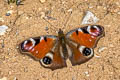 European Peacock Aglais io io