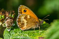 Gatekeeper Pyronia tithonus britanniae