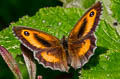 Gatekeeper Pyronia tithonus britanniae