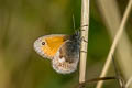 Gatekeeper Pyronia tithonus britanniae