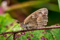 Gatekeeper Pyronia tithonus britanniae