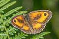 Gatekeeper Pyronia tithonus britanniae