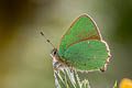 Green Hairstreak Callophrys rubi rubi