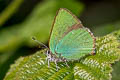 Green Hairstreak Callophrys rubi rubi