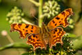 Himalayan Comma Nymphalis c-album