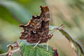 Himalayan Comma Nymphalis c-album